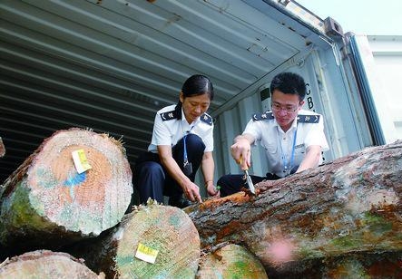 进口原木海关开箱查验