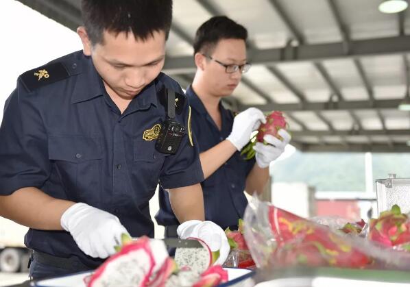 进口火龙果抽样实验室检疫